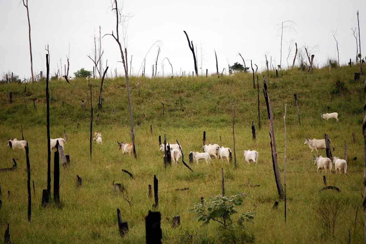 Rinder grasen auf Weide mit abgebrannten Bäumen am Regenwald