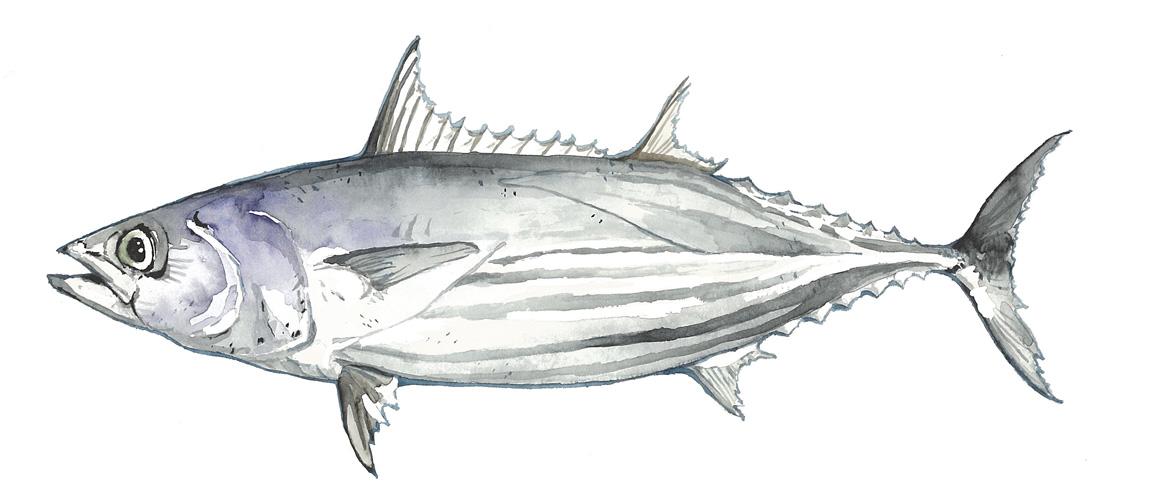 Illustration Bonito Thunfisch