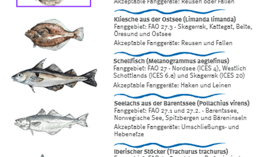 Fisch: Titelbild der Guter Fisch-Liste für den Kauf von Meeresfisch (2024/2025)