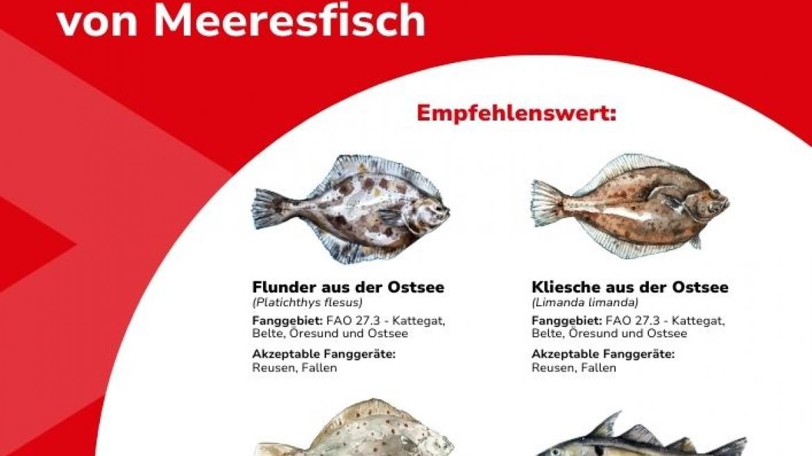 Erste Seite der Guter Fisch-Liste (2025/2026)