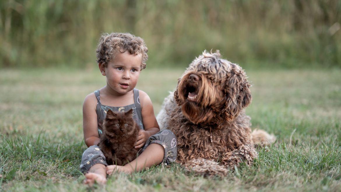 Kleiner Junge auf einer Wiese mit Hund und Katze 