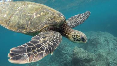 Schildkröte im Wasser