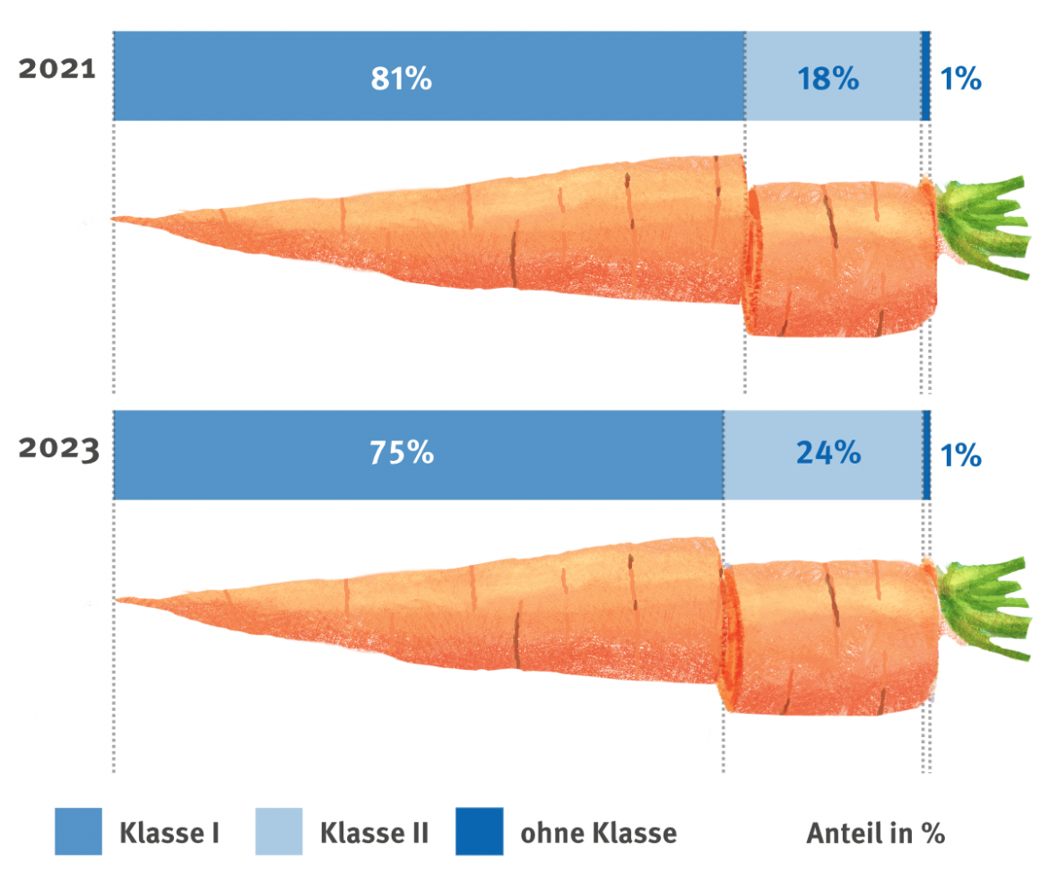 Lebensmittelverschwendung: Möhren im Verkauf nach Klassen 2021 und 2023 (2023)