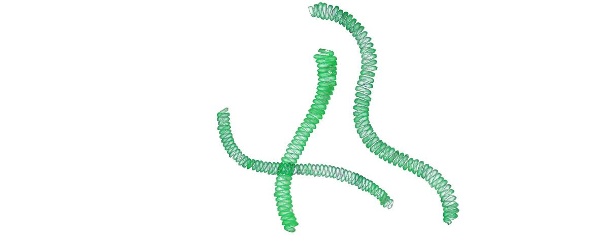 Algen: Illustration von Arthrospira