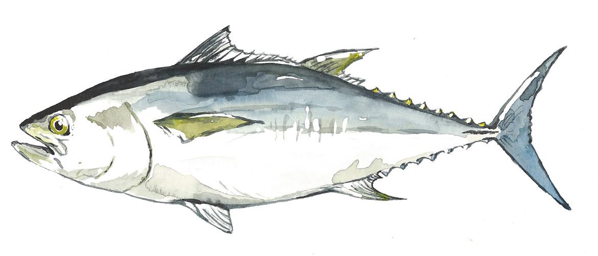 Fisch: Fischart Atlantischer Blauflossenthun