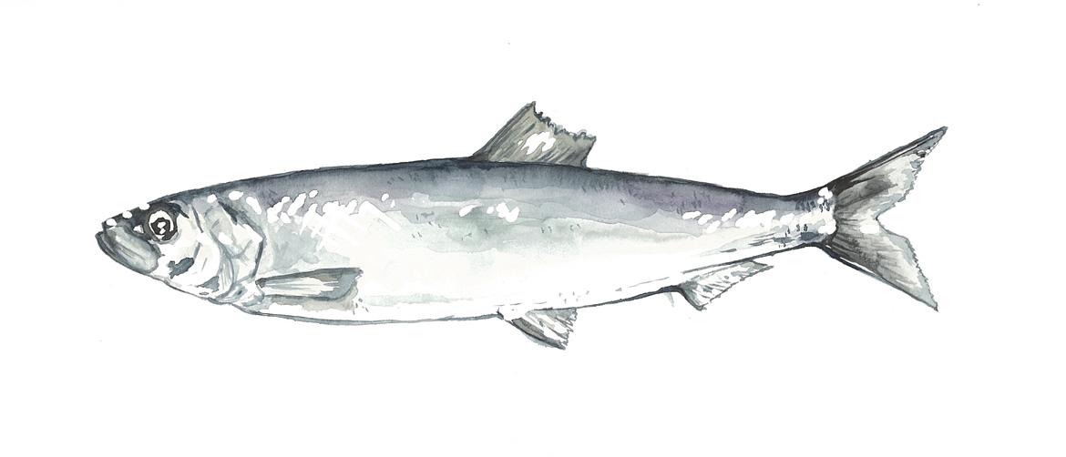 Fisch: Fischart Atlantischer Hering