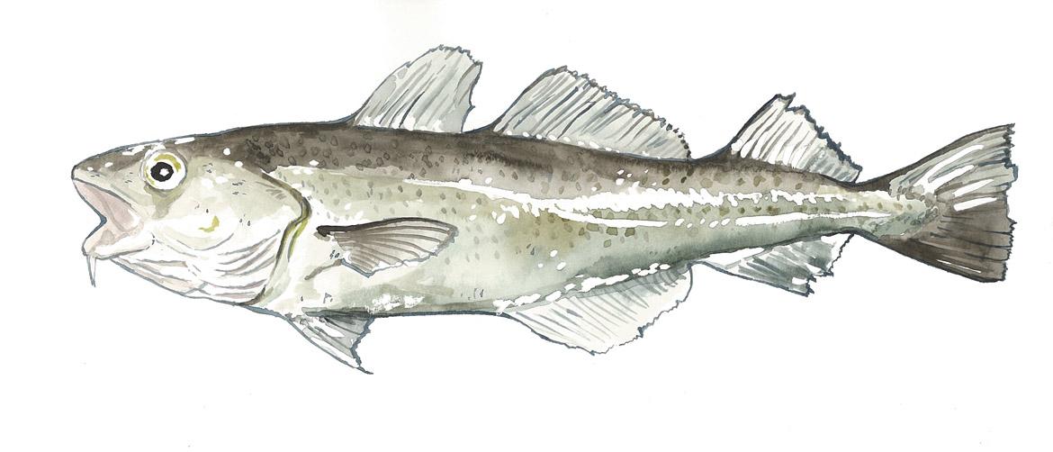 Fisch: Fischart Atlantischer Kabeljau