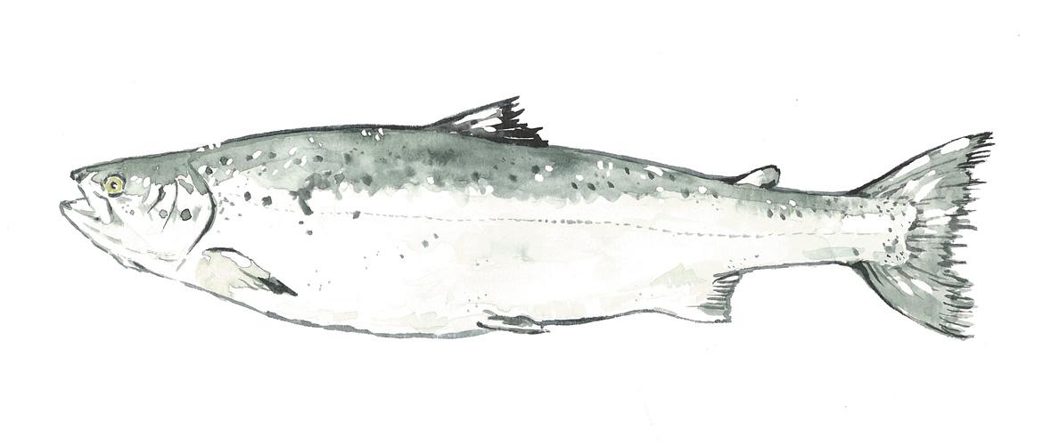 Fisch: Fischart Atlantischer Lachs