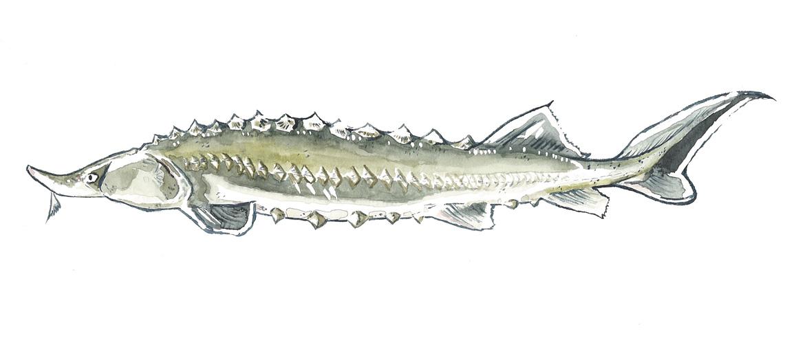 Fisch: Fischart Belugastör