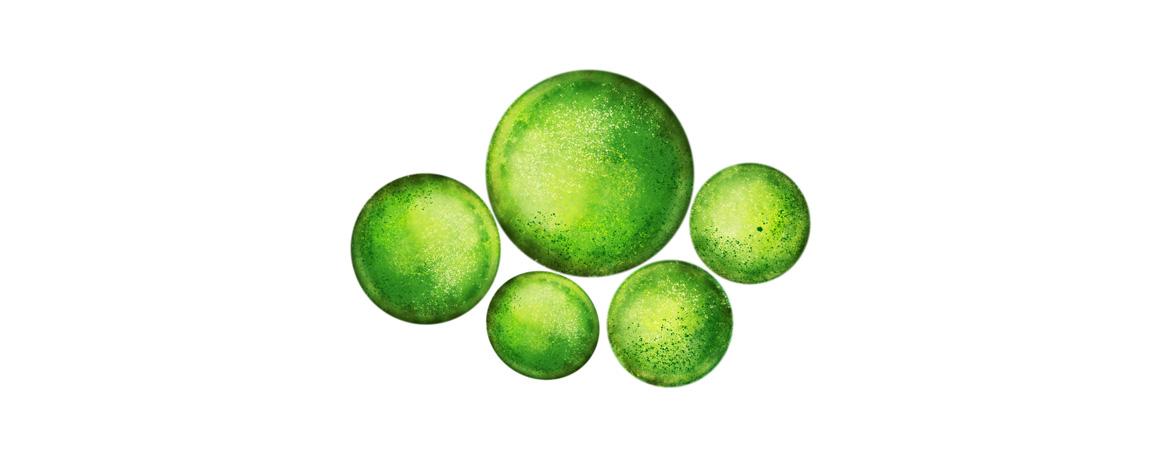 Algen: Illustration von Chlorella vulgaris