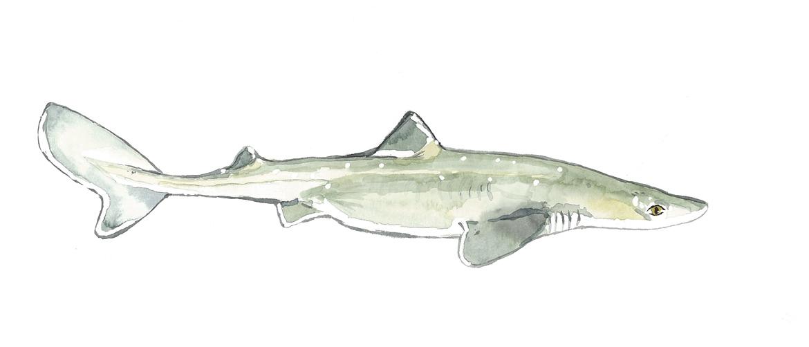 Fisch: Fischart Dornhai (Schillerlocke)