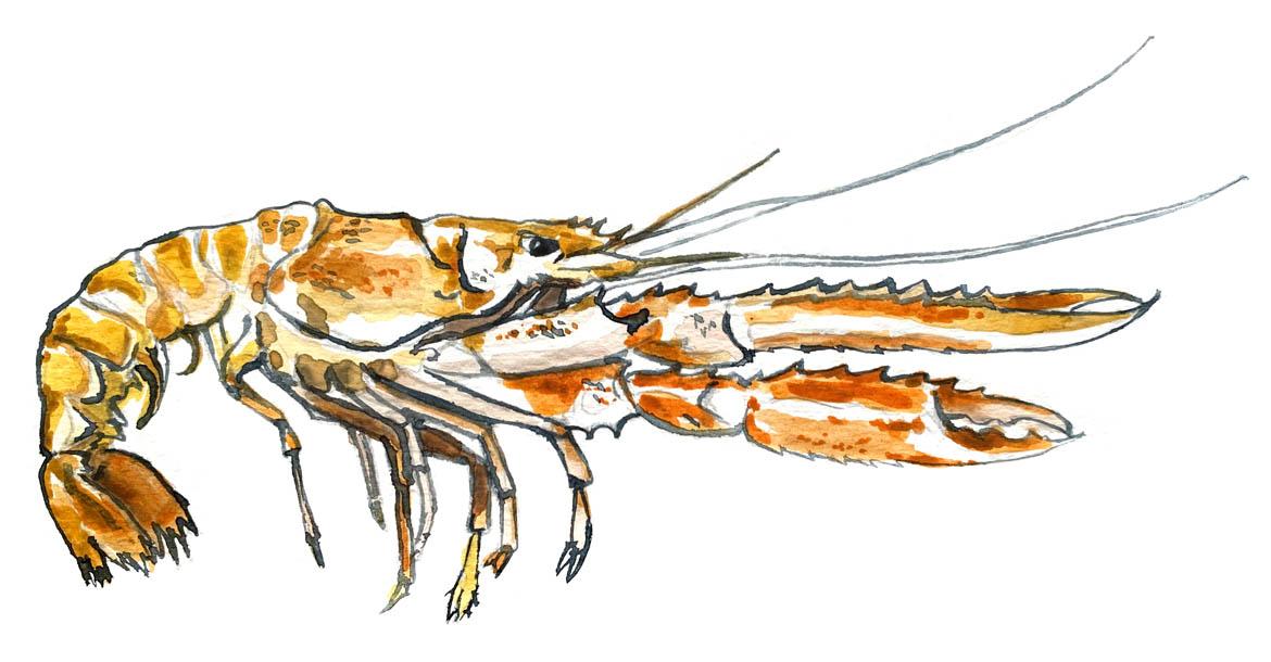 Fisch: Fischart Kaisergranat