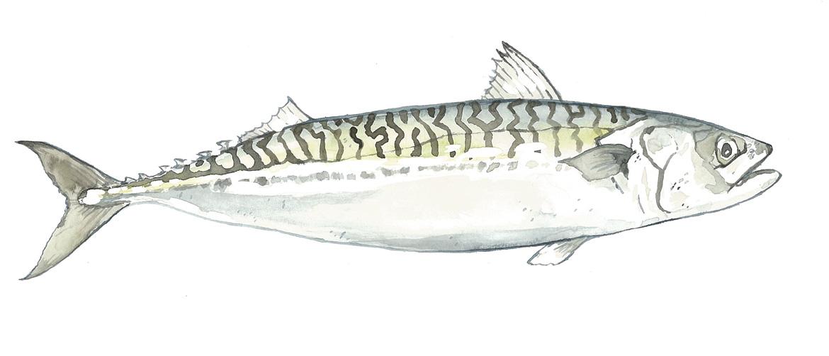 Fisch: Fischart Atlantische Makrele
