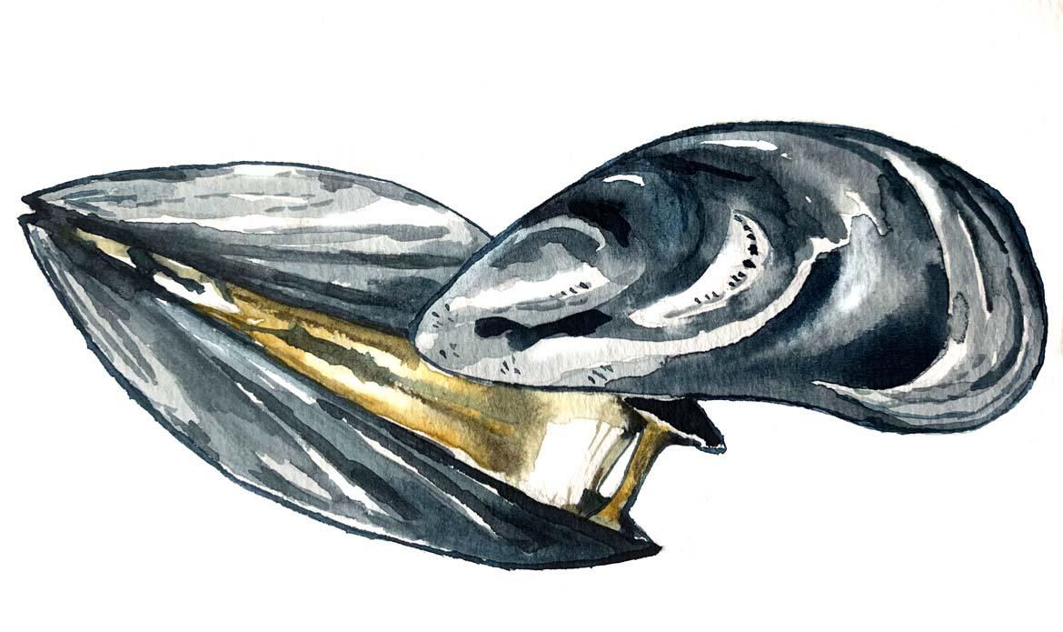 Fisch: Fischart Miesmuschel