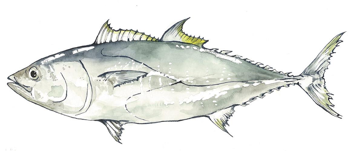 Fisch: Fischart Nordpazifischer Blauflossenthun