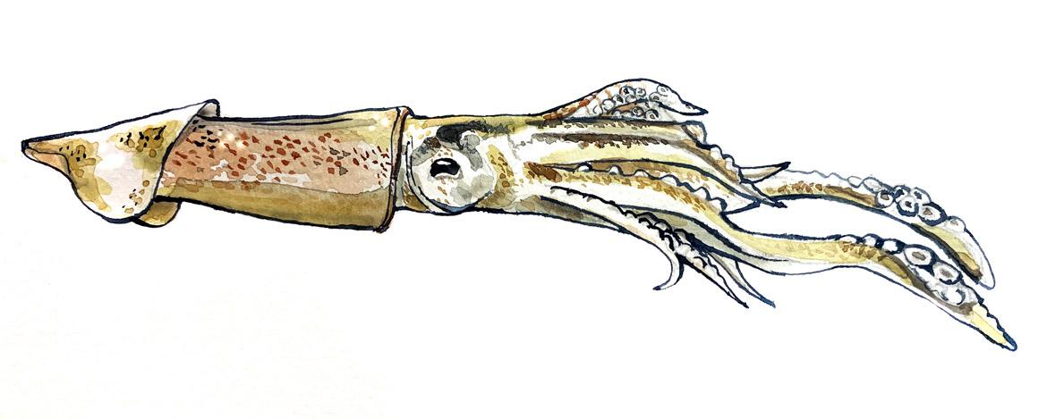 Fisch: Fischart Pfeilkalmar