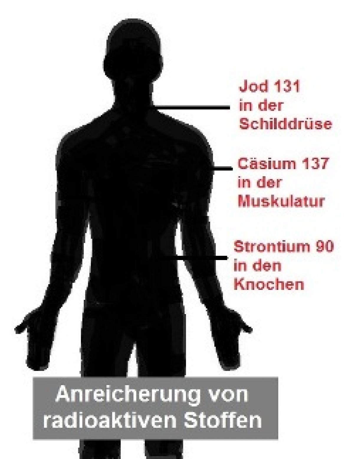 Anreicherung von radioaktiven Stoffen im Körper