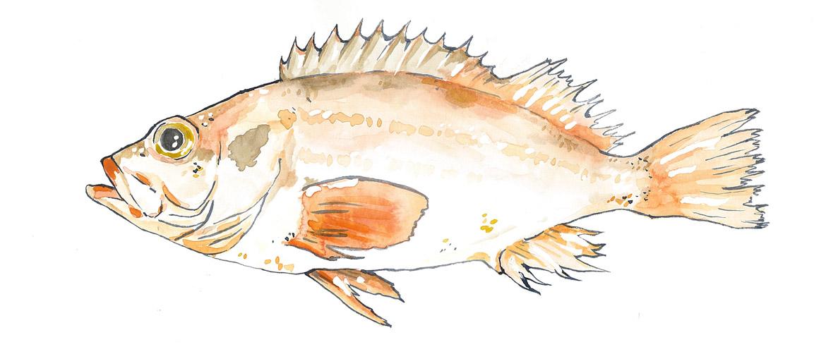 Fisch: Fischart Rotbarsch