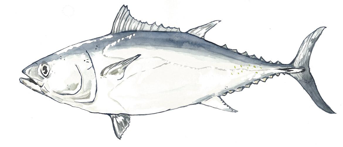 Fisch: Fischart Südlicher Blauflossenthun