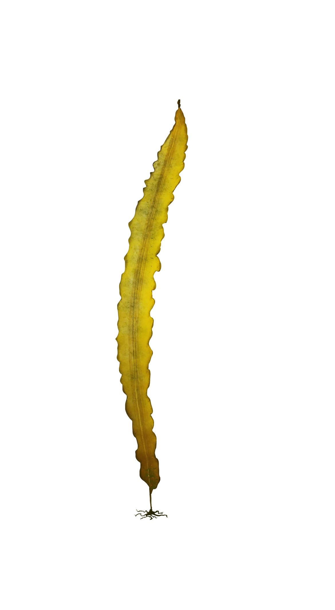 Algen: Illustration von Saccharina japonica Hochformat