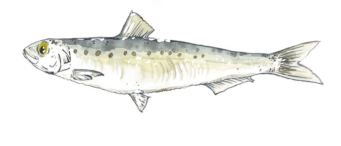 Fisch: Fischart Sardine