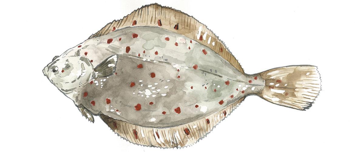 Fisch: Fischart Scholle