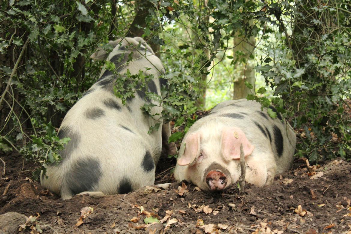 Wo Ist Das Fleisch Aus Besserer Tierhaltung Verbraucherzentrale Hamburg