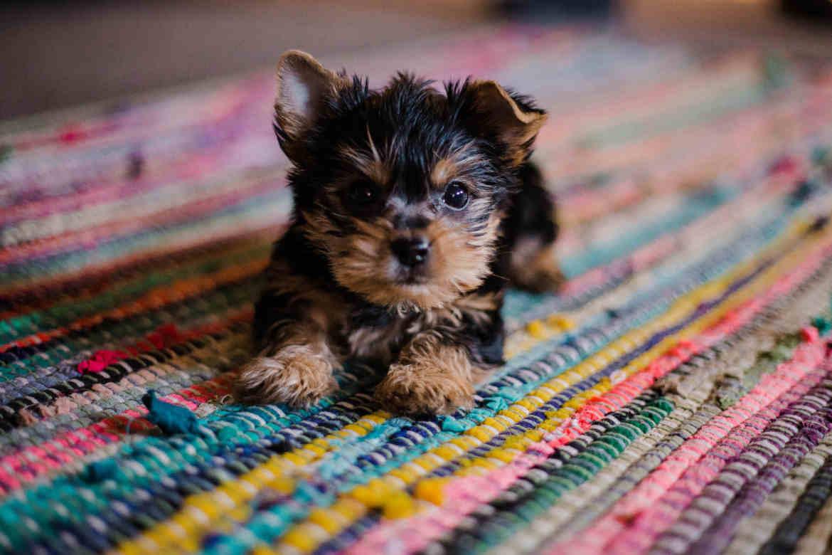 Illegaler Welpenhandel: Kleiner Hund auf buntem Teppich