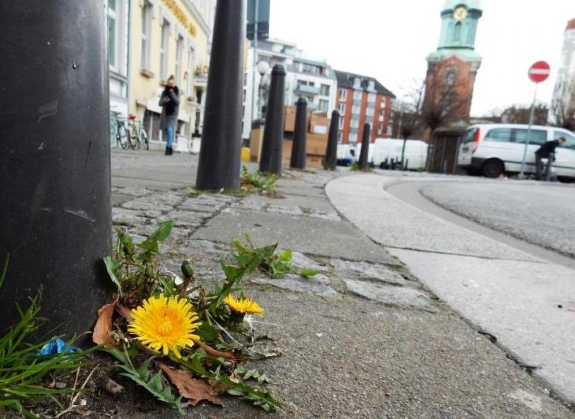 Löwenzahn wächst zwischen Fugen mitten in der Stadt