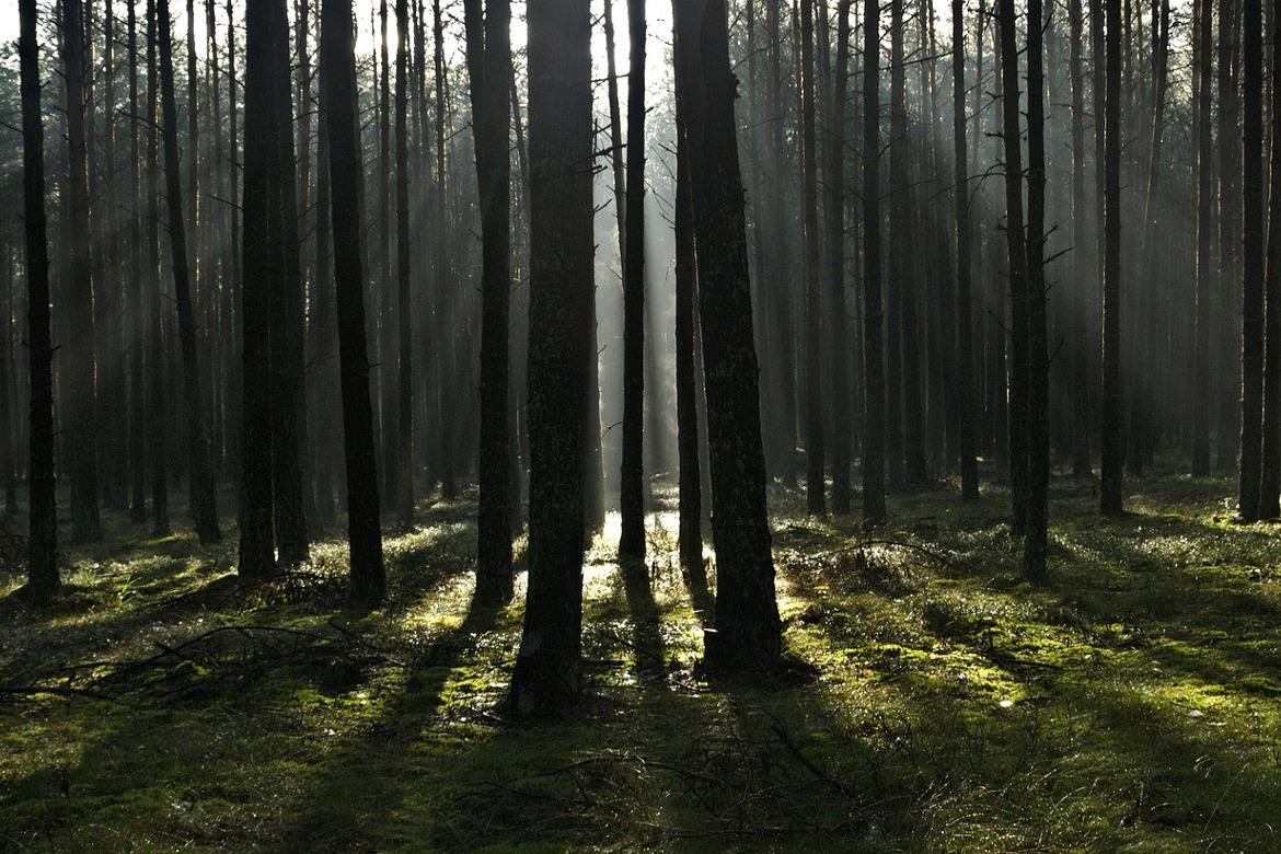 Schattiger Wald