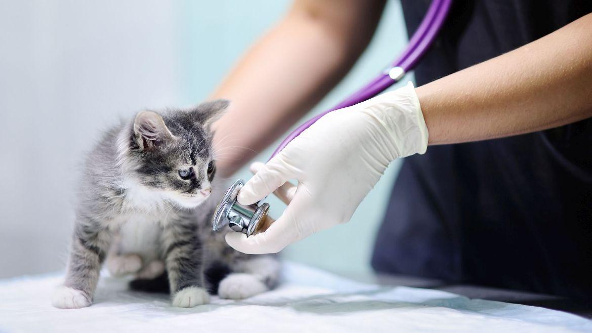Katzenbaby wird beim Tierarzt untersucht