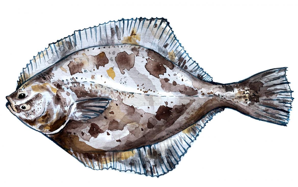 Fisch: Illustration einer Ostsee Flunder