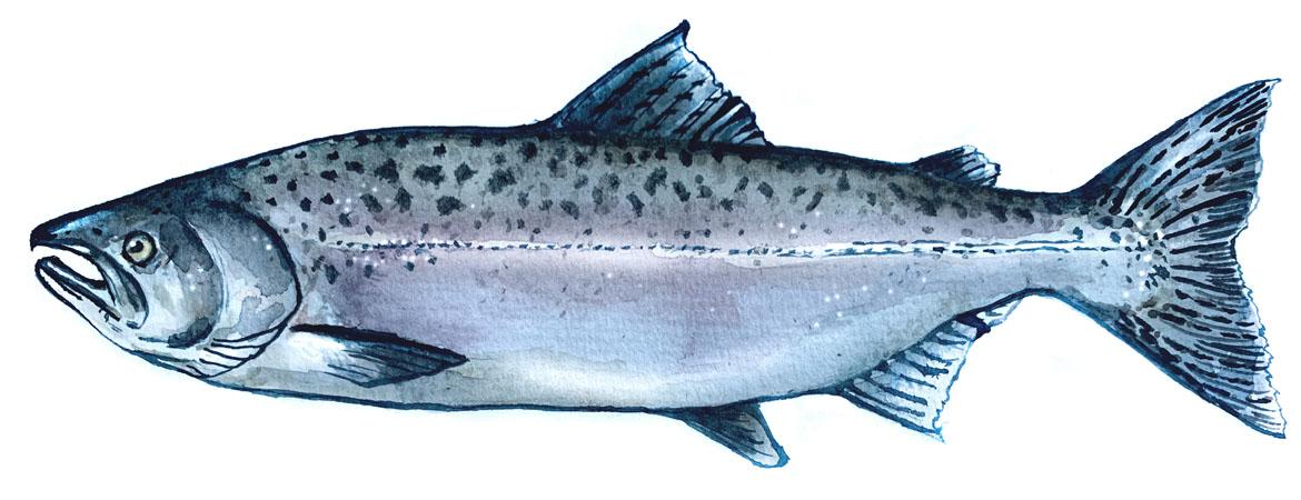 Keta Lachs Illustration