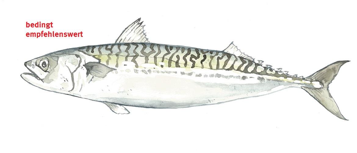 Illustration Makrele