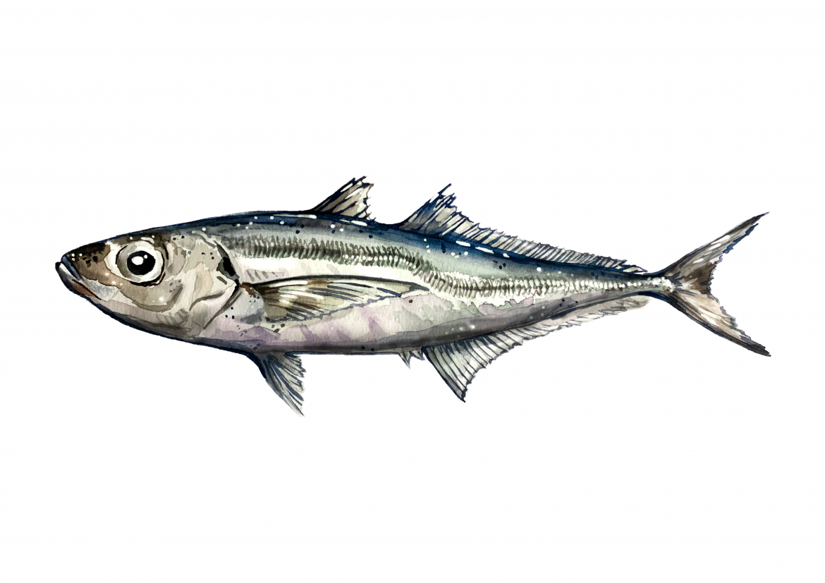 Illustration einer Chilenischen Makrele