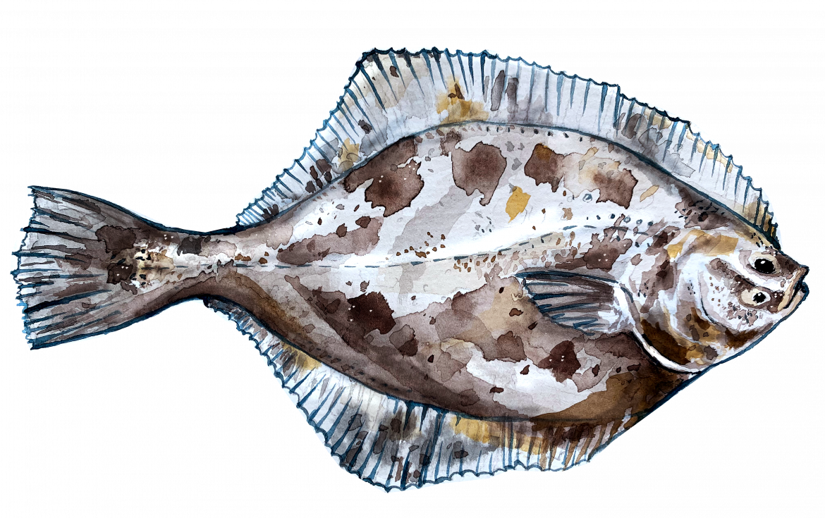 Illustration einer Ostsee Flunder