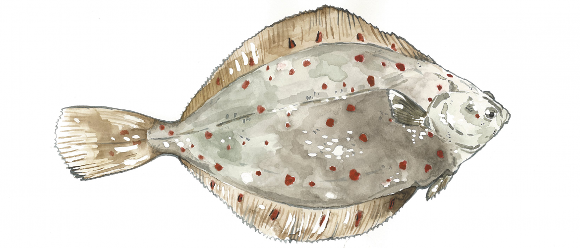 Illustration einer Ostsee Scholle