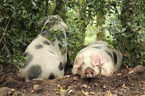 Schweine im Sand