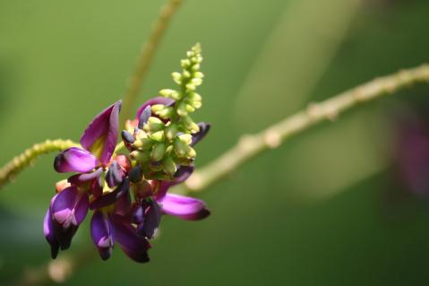 Kudzu Blume