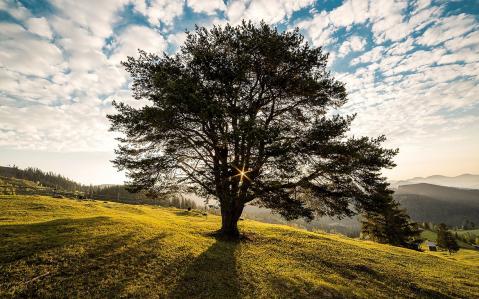 Baum in den Bergen