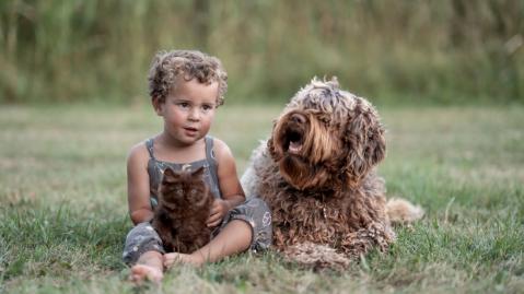 Kleiner Junge auf einer Wiese mit Hund und Katze 