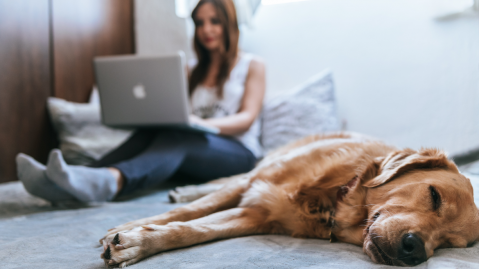 Frau sitzt am Laptop während ihr Hund daneben schläft 